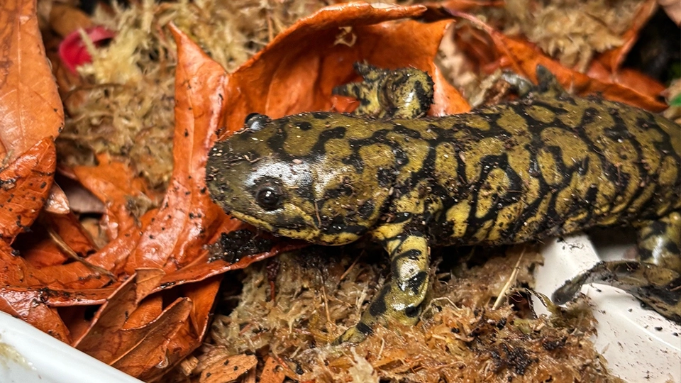 Misunderstood Critters